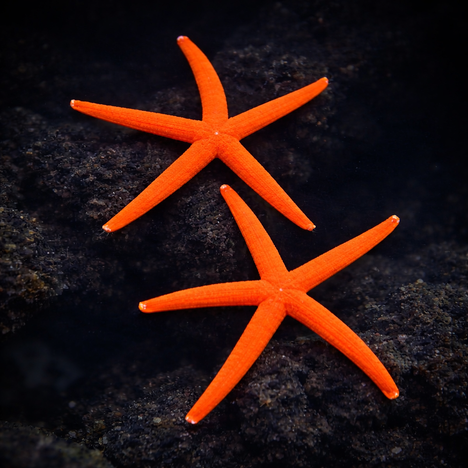 Top 5 Beginner Corals for Your First Reef Tank