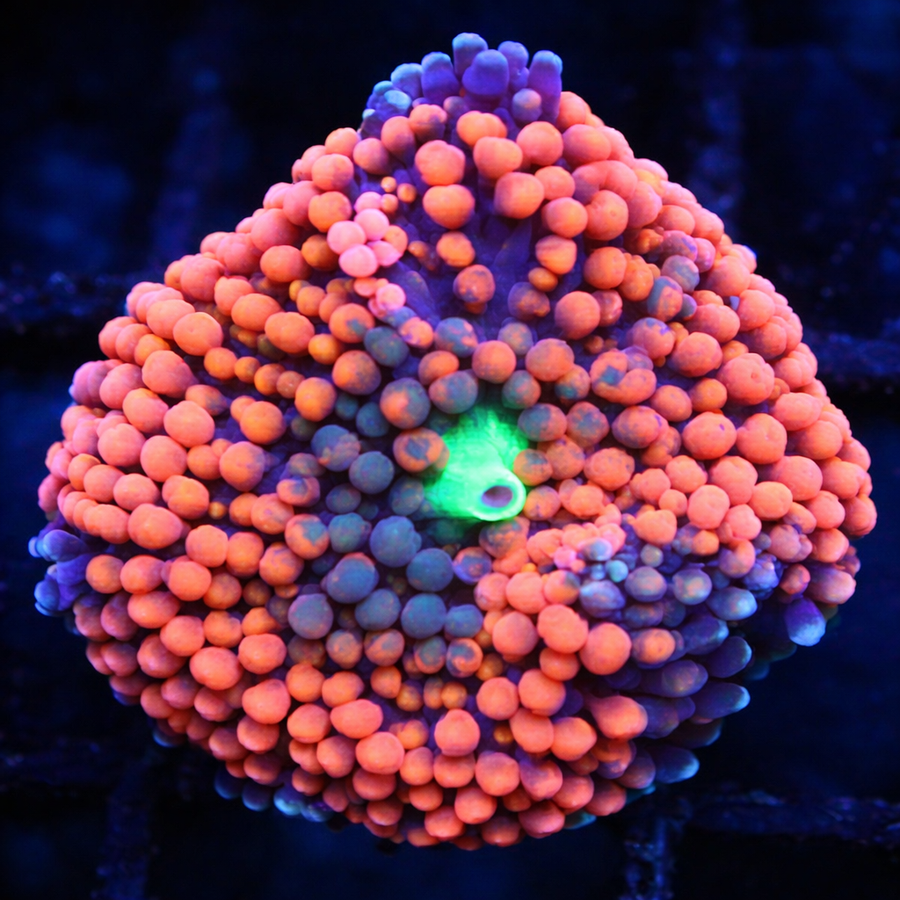 Ultra Ricordea Mushroom Coral (Orange & Blue Glow)